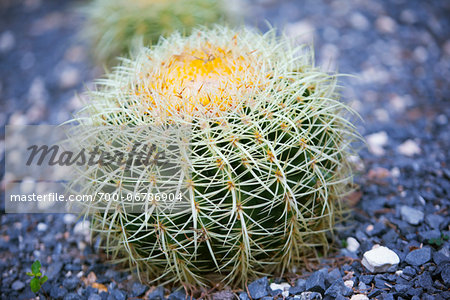 Little Cactus, Austin Texas