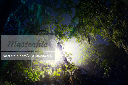 Spanish Moss and Fog