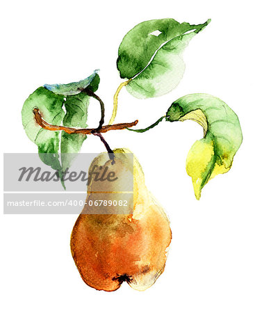 Watercolor illustration of pear