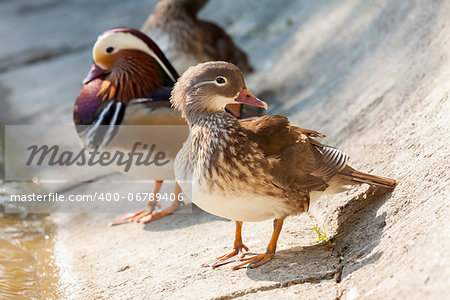 Pair of Mandarin ducks (Aix Galericulata) on the shore of a lake. Selective focus.