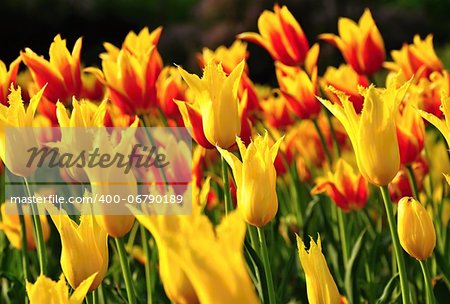 Field of yellow and red tulips blooming at sunset