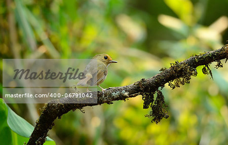 beautiful rufous-browed flycatcher(Ficedula solitaris) in Thai forest