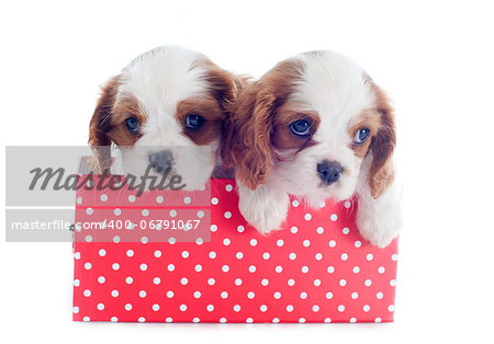 puppies blenheim cavalier king charles in front of white background