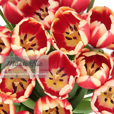 Red and yellow tulip flowers forming a background.