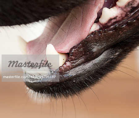 Healthy canine dog jaw teeth pink tongue whiskers and saliva