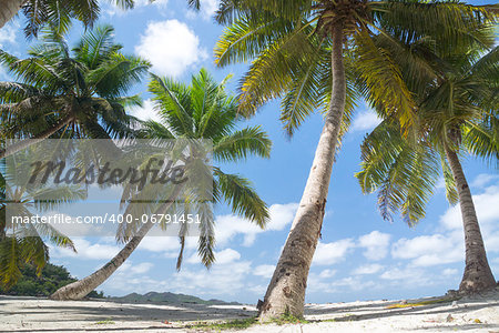 La Digue island, Seyshelles, Anse Source d'Argent. Coconut palm forest near coastline.