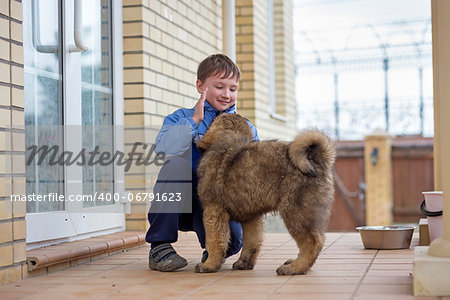 Boy playing with a puppy Tibetan Mastiff