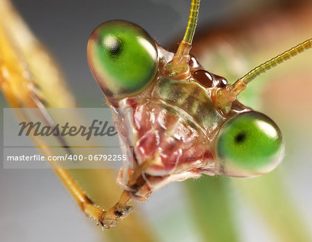 praying mantis staring back with leg in mouth. In the act of grooming