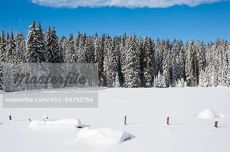 Snow covered meadow with spruce trees in the background.