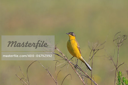 yellow wagtail warble on a tree twig