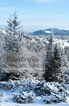 Morning winter mountain landscape with fir forest on slope.