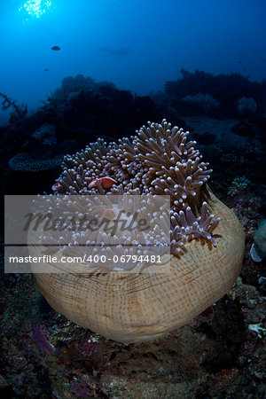 Pink anemonefish (Amphiprion peridarion) swim within the tentacles of their host anemone in North Sulawesi, Indonesia.  This region is extremely diverse in terms of marine life.