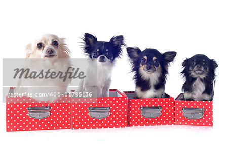 portrait of a cute purebred  chihuahuas in box  in front of white background
