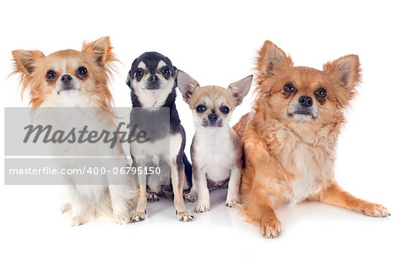 portrait of a cute purebred chihuahuas in front of white background