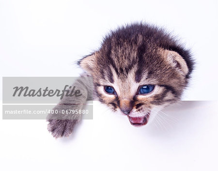 Studio portrait of a cute little 2 weeks old kitten.