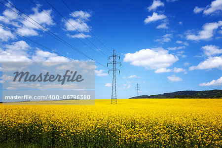 Yellow rapeseed field