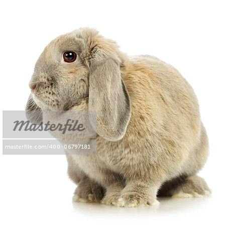 gray lop-earred rabbit, isolated on white background