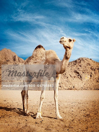 Camel in the desert in Egypt