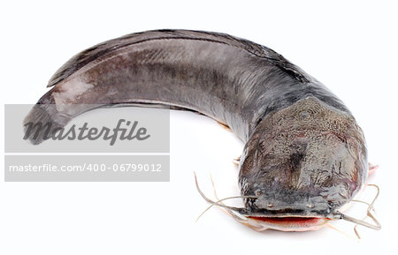 Channel catfish isolated on a white background.
