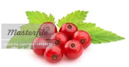 Red Currant close up