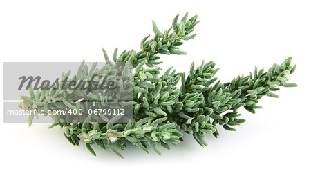 Thyme branch on a white background. Uses in cookery and medicine