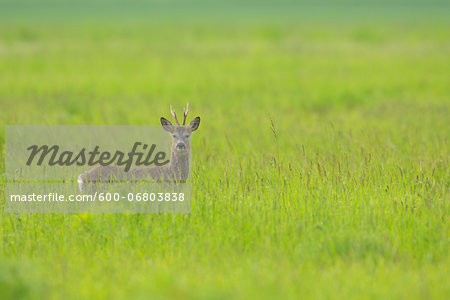 European Roebuck (Capreolus capreolus) in Meadow in Springtime, Hesse, Germany