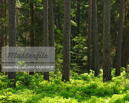 Coniferous Forest in Spring, Haundorf, Franconia, Bavaria, Germany