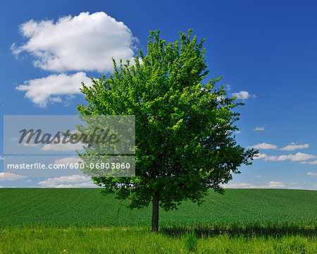 Lone Tree by Fields in Spring, Franconia, Bavaria, Germany Lone Tree by Fields in Spring, Franconia, Bavaria, Germany