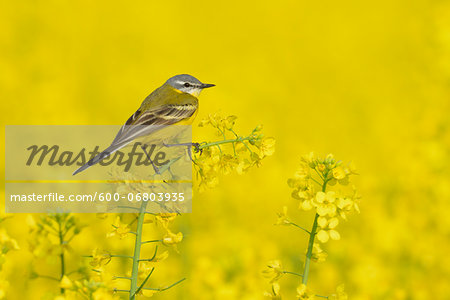 Yellow wagtail (Motacilla flava) in canola field, Male, Hesse, Germany, Europe