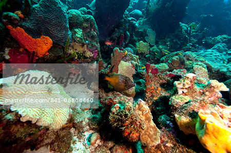 Whitespotted filefish (Cantherhines macrocerus), Dominica, West Indies, Caribbean, Central America