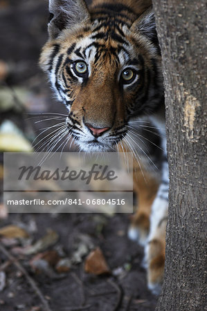 Bengal tiger, Panthera tigris tigris, Bandhavgarh National Park, Madhya Pradesh, India