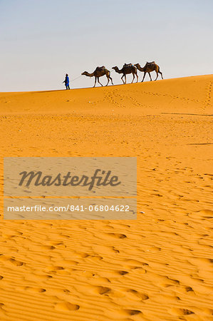Camel caravan in Erg Chebbi Desert, Sahara Desert near Merzouga, Morocco, North Africa, Africa