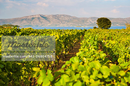 Vineyard, Lumbarda, Korcula Island, Dalmatian Coast, Adriatic, Croatia, Europe