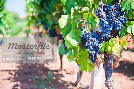 Grapes on a vine in a vineyard, Lumbarda, Korcula Island, Dalmatian Coast, Croatia, Europe