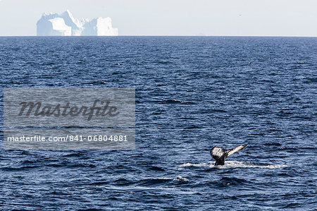 Humpback whale (Megaptera novaeangliae), Vikingbukta, Northeast Greenland, Polar Regions