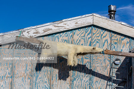 Skin of polar bear (Ursus maritimus), Inuit village, Ittoqqortoormiit, Scoresbysund, Northeast Greenland, Polar Regions