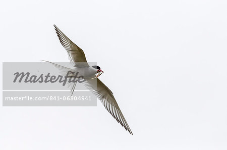Adult arctic tern (Sterna paradisaea) returning to chick with small fish, Flatey Island, Iceland, Polar Regions Adult arctic tern (Sterna paradisaea) returning to chick with small fish, Flatey Island, Iceland, Polar Regions