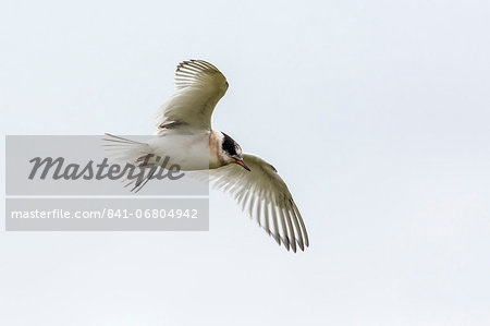 Arctic tern (Sterna paradisaea) chick in flight, Flatey Island, Iceland, Polar Regions