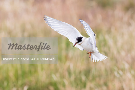 Arctic tern (Sterna paradisaea) chick in flight, Flatey Island, Iceland, Polar Regions