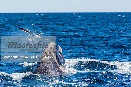 Southern right whale (Eubalaena australis) calf being harassed by kelp gull (Larus dominicanus), Golfo Nuevo, Peninsula Valdes, Argentina, South America