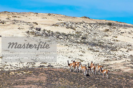 Adult guanacos (Lama guanicoe), Torres del Paine National Park, Patagonia, Chile, South America