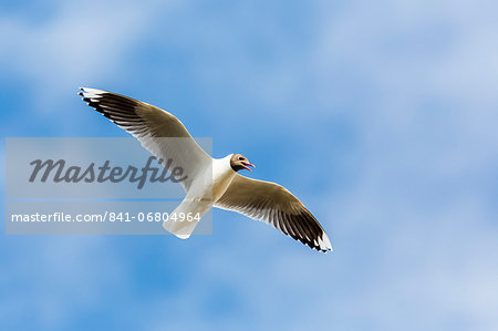 Adult brown-hooded gull (Larus maculipennis), Puerto Pyramides, Peninsula Valdes, Argentina, South America