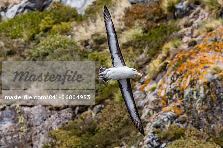 Adult black-browed Albatross (Thalassarche melanophrys), Wildlife Conservation Society Preserve of Karukinka, Strait of Magellan, Chile, South America