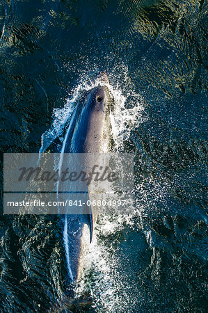 Adult Peale's dolphin (Lagenorhynchus australis) bow-riding, New Island, Falkland Islands, South Atlantic Ocean, South America Adult Peale's dolphin (Lagenorhynchus australis) bow-riding, New Island, Falkland Islands, South Atlantic Ocean, South America