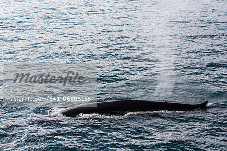 Adult fin whale (Balaenoptera physalus), Sorkapp, Spitsbergen Island, Svalbard Archipelago, Norway, Scandinavia, Europe