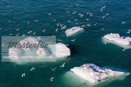 Adult black-legged kittiwakes (Rissa tridactyla), Svalbard Archipelago, Barents Sea, Norway, Scandinavia, Europe