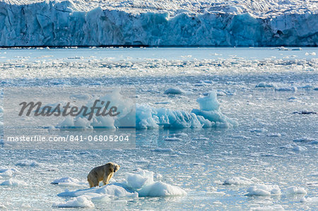 Adult polar bear (Ursus maritimus) on the ice in Gashamna (Goose Bay), Spitsbergen Island, Svalbard, Norway, Scandinavia, Europe