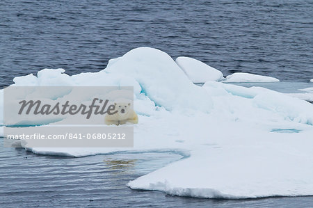 Adult polar bear (Ursus maritimus) on the ice near Moffen Island, Svalbard, Norway, Scandinavia, Europe