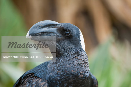 Thick-billed raven (Corvus crassirostris), Simien mountains National Park, Amhara region, North Ethiopia, Africa