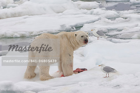 Male polar bear (Ursus maritimus) with a seal prey, Svalbard Archipelago, Barents Sea, Norway, Scandinavia, Europe